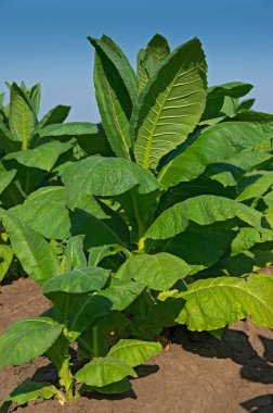 Nicotiana tabacum, cultivated tobacco. clipart