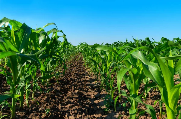 Farm Field Maize Rows Cultivated Young Corn — Stock Photo, Image