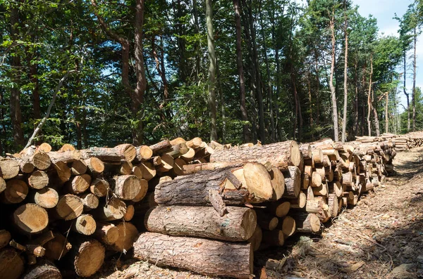 Registre Pilhas Longo Estrada Floresta Trabalhos Florestais União Europeia — Fotografia de Stock