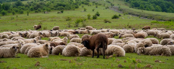 Flock of sheep in the mountain. Livestock.