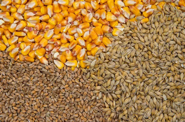 小麦、大麦、トウモロコシ — ストック写真