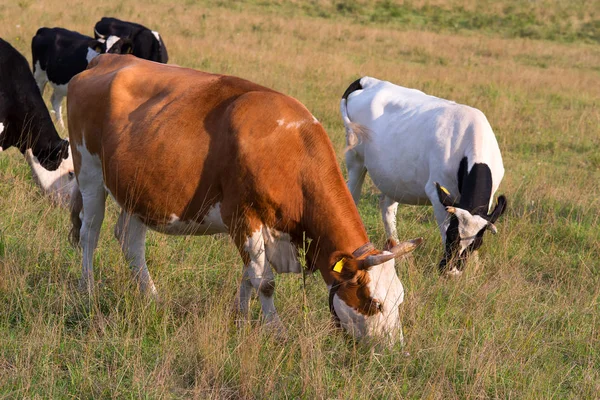 Las vacas en un pasto de otoño —  Fotos de Stock