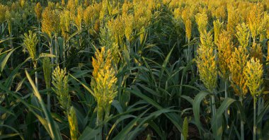 Tahıl sorgum büyüyen.