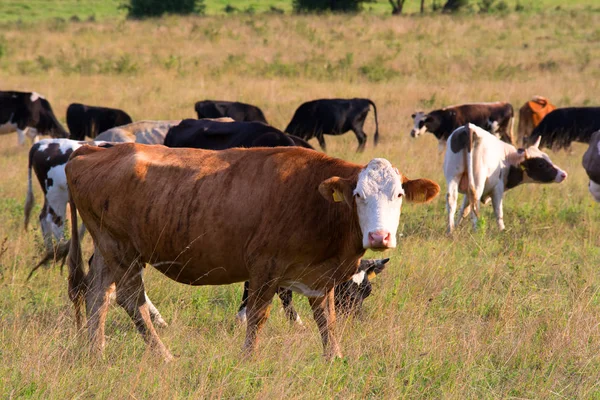 Troupeau de vaches dans un pâturage d'été en Bulgarie — Photo