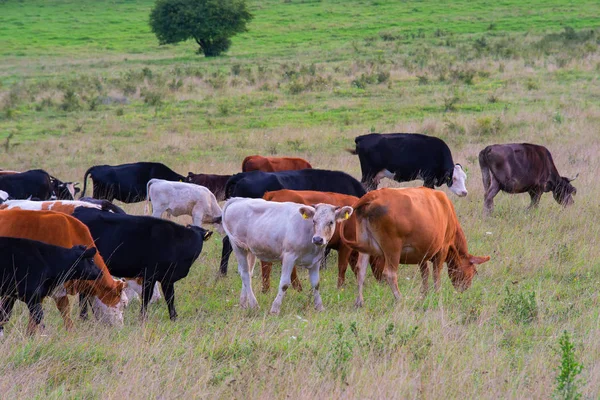 Troupeau de vaches dans un pâturage d'automne — Photo