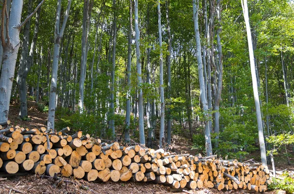 Bosque de haya. Montón de troncos de madera en el borde del bosque . — Foto de Stock