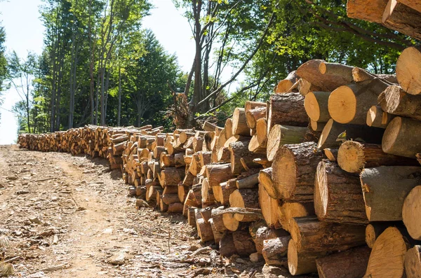 Indústria Florestal. Log stacks ao longo da estrada da floresta . — Fotografia de Stock