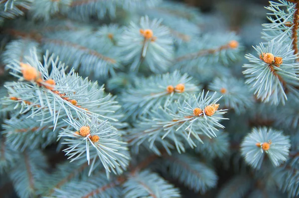 Picea pungens. Abeto azul , — Fotografia de Stock