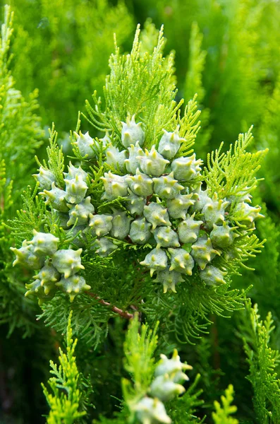Yaprak dökmeyen ağaç. Mazı (bitki) orientalis.