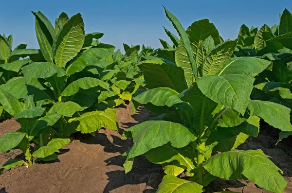 Production of tobacco leaf. Nicotiana tabacum. — Stock Photo, Image
