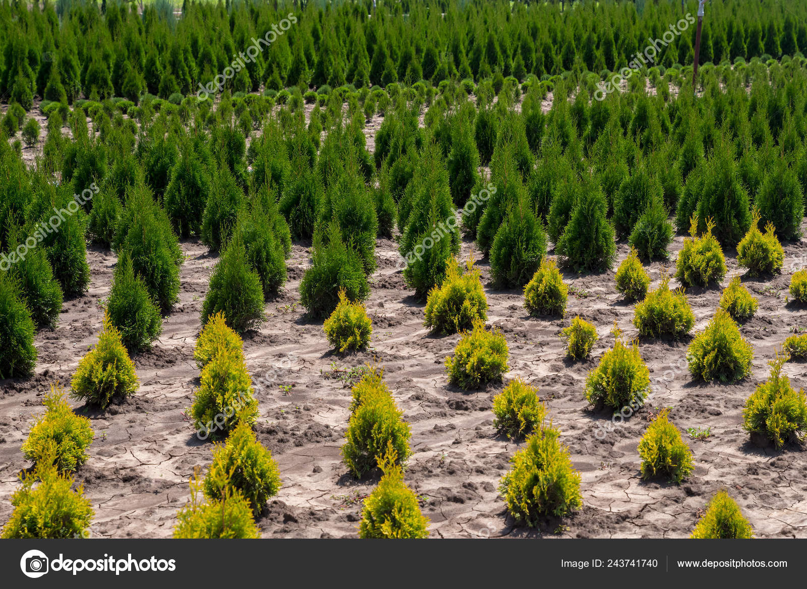 Young thuja occidentalis in flower pot in garden center. Plant nursery