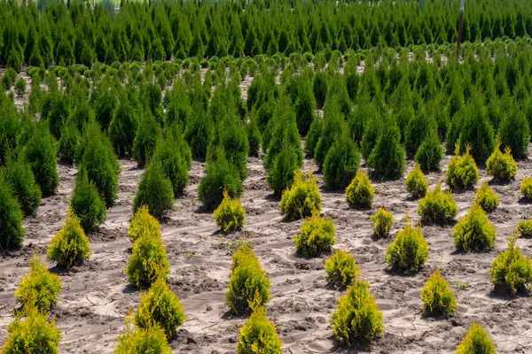 Young thuja occidentalis in flower pot in garden center. Plant nursery. — Stock Photo, Image