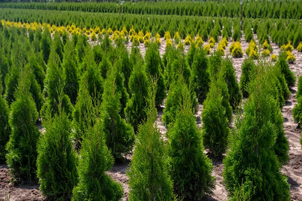 Thuja planting garden — Stock Photo, Image