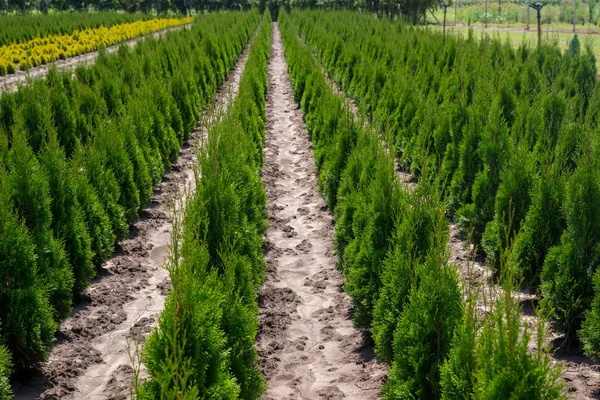 Giovane thuja occidentalis nel centro del giardino. Vivaio vegetale in Bulgaria . — Foto Stock