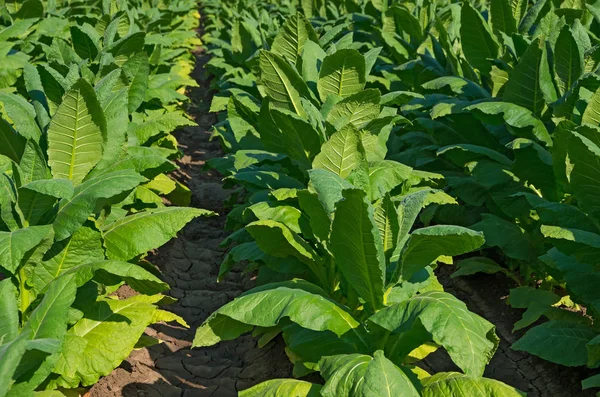 Field of Tobacco. Nicotiana tabacum. — Stock Photo, Image
