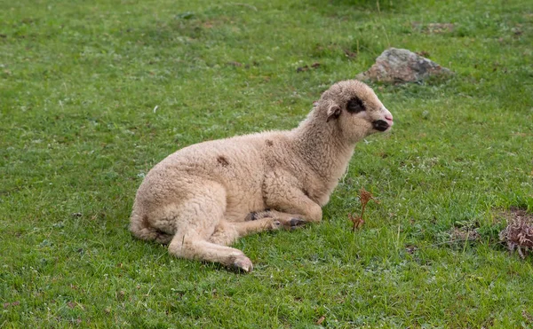 春天的小羊 — 图库照片
