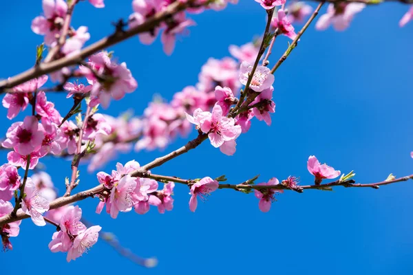 Bahar şeftali çiçeği. — Stok fotoğraf