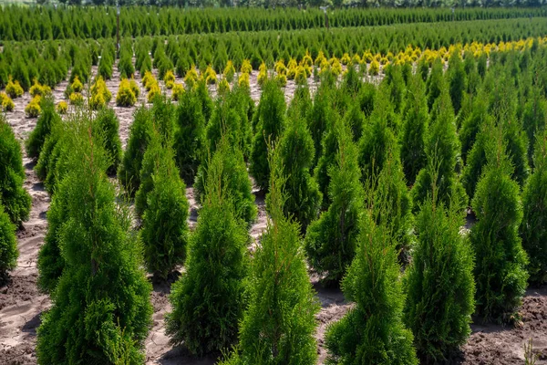 Thuja occidentalis en el centro del jardín . — Foto de Stock