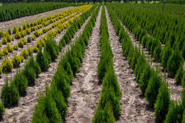 Thuja occidentalis в саду
.