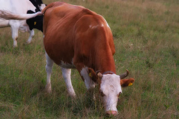 秋の放牧牛 — ストック写真