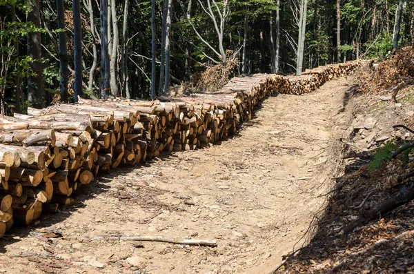 Skogsbruk. Skogsvård. Avlägsnande av döda och sjuka träd. — Stockfoto