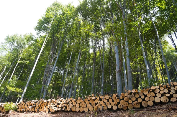 Wooden logs of beech woods in the forest, stacked in a pile. — Stockfoto