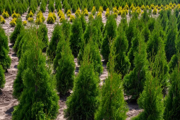 Plant nursery. Outdoor garden store center with young seedlings. — Stock Photo, Image