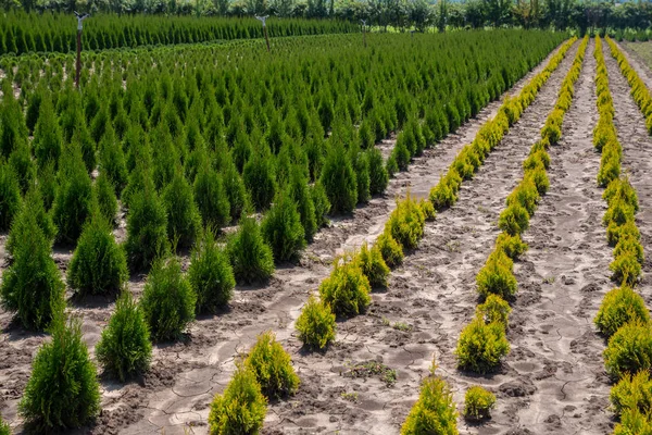 Thuja occidentalis en el centro del jardín. Vivero de plantas . —  Fotos de Stock