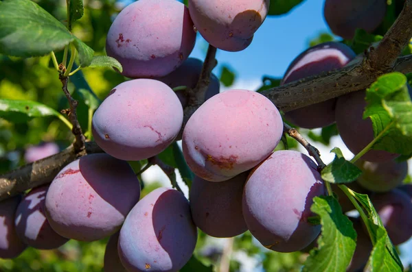 bahçede bir erik ağacının dalı üzerinde mavi erik