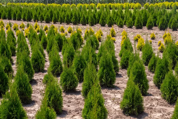 Bulgaristan 'da fidanlık. Bahçe merkezinde genç thuja occidentalis.