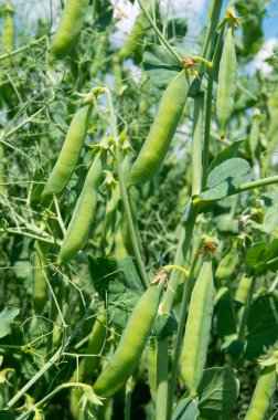 Sebze Bahçe Yeşil bezelye.