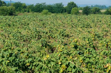 Kasırga mahsulünün zararı. Mahsul sigortası. Yok edilen buğday.