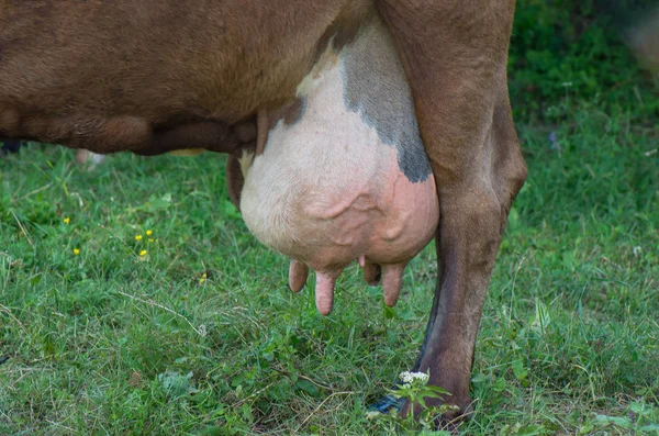 Vaca leiteira com um grande úbere — Fotografia de Stock