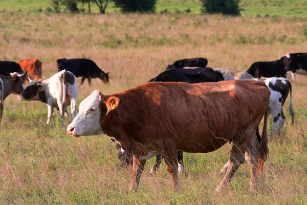 deli dana hastalığı