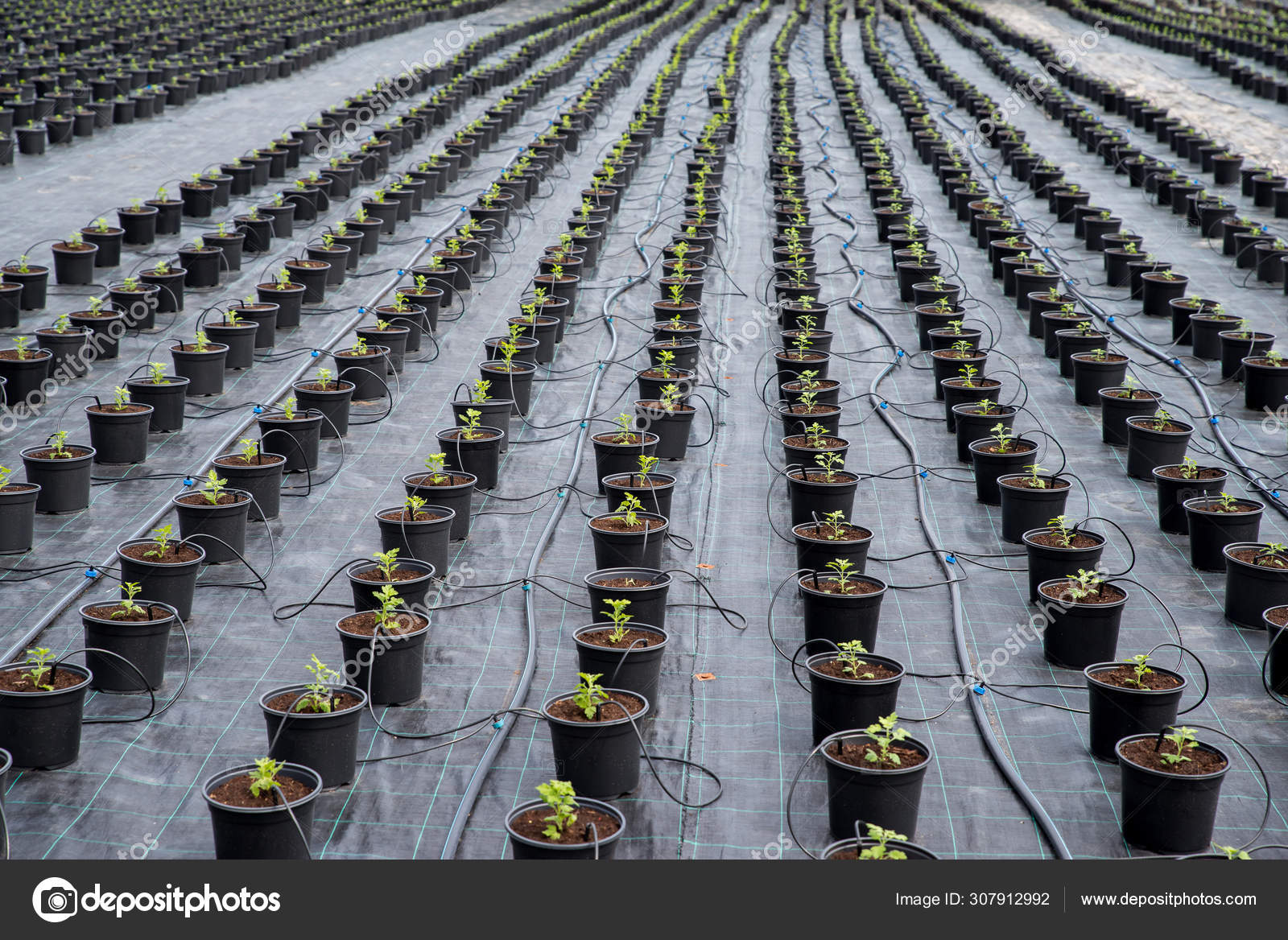 Vivero de plantas. Sistema automático de riego de plantas para sistemas de  riego por neblina de efecto invernadero. Control de malezas . — Foto de  stock #307912992 © deyanarobova, image size:1600x1168