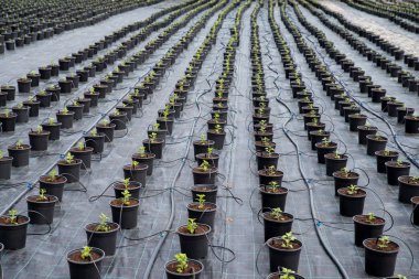 Bitki fidanlığı. Sera sis sulama sys için otomatik bitki sulama sistemi. Weed Kontrolü.