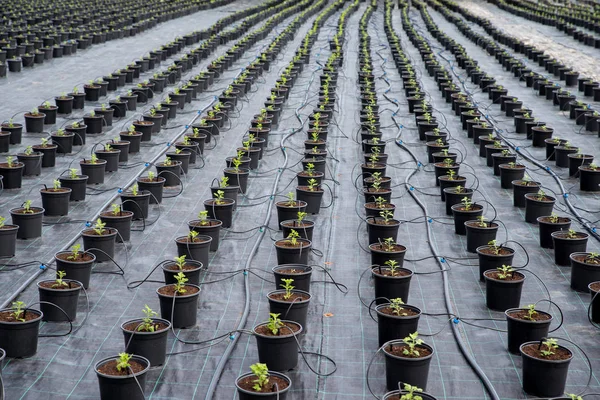 Bitki fidanlığı. Sera sis sulama sys için otomatik bitki sulama sistemi. Weed Kontrolü.