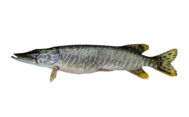 Pike beyaz üzerinde izole