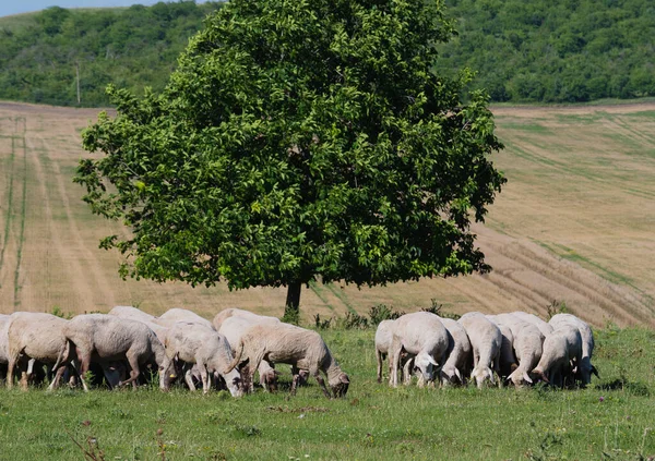 緑の芝生に羊の群れが放牧され — ストック写真