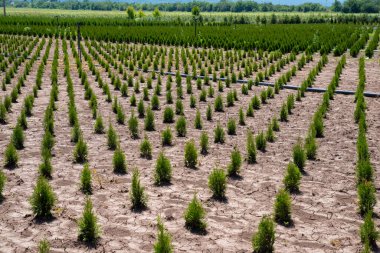 Holmstrup. Thuja batısında bahçe merkezinde..
