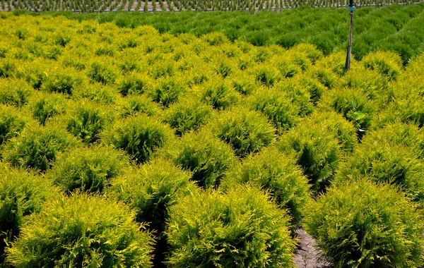 Holmstrup. Nursery for Goldstrike Cedar. — Stock Photo, Image