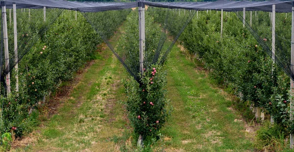 Äppelträdgård på bulgariska — Stockfoto