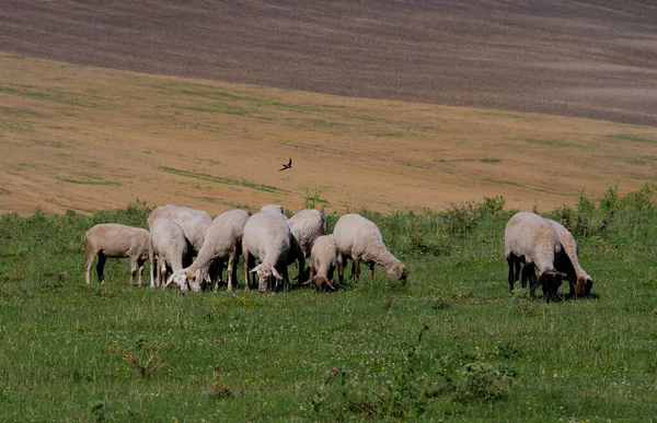 農地を背景にした緑の芝生に羊の群れが放牧され — ストック写真