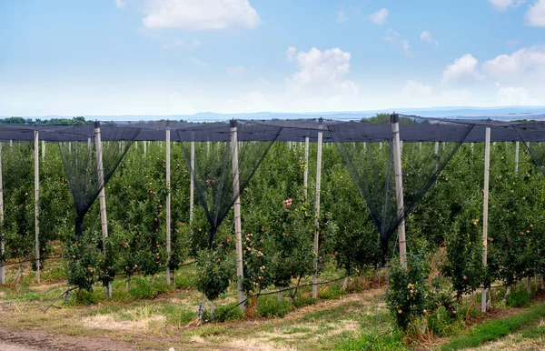 Rete Antigrandine Completamente Coperta Nella Piantagione Mele Sistema Irrigazione — Foto Stock