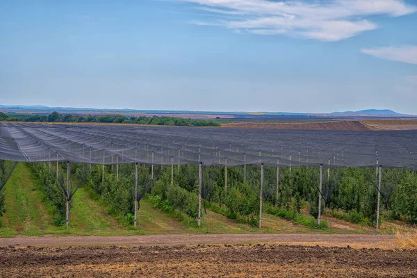 Sistemas Granizo Con Postes Hormigón Plantación Manzanas Producción Frutas — Foto de Stock