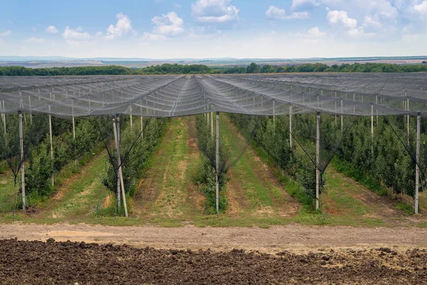 Protezione Rete Antigrandine Frutta Frutteto Mele Europa — Foto Stock