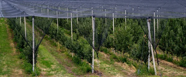 Sistema Antigranizo Cobertura Completa Plantación Manzanas — Foto de Stock