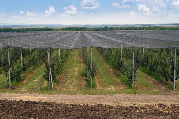 Hagelschutznetz Für Obst Apfelplantage Europa Stockbild