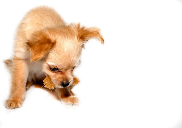 Welpe mit Hund zahnmedizinisches Spielzeug. lizenzfreie Stockfotos