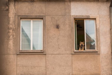 Meraklı bir köpek, yıpranmış bir binanın penceresinden kafasını pervaza dayamış dışarı bakar. Bitişikteki pencere, gökyüzünü yansıtırken, desenli cephe de yaş ve aşınma belirtileri gösteriyor. Şehirdeki sessiz bir an.